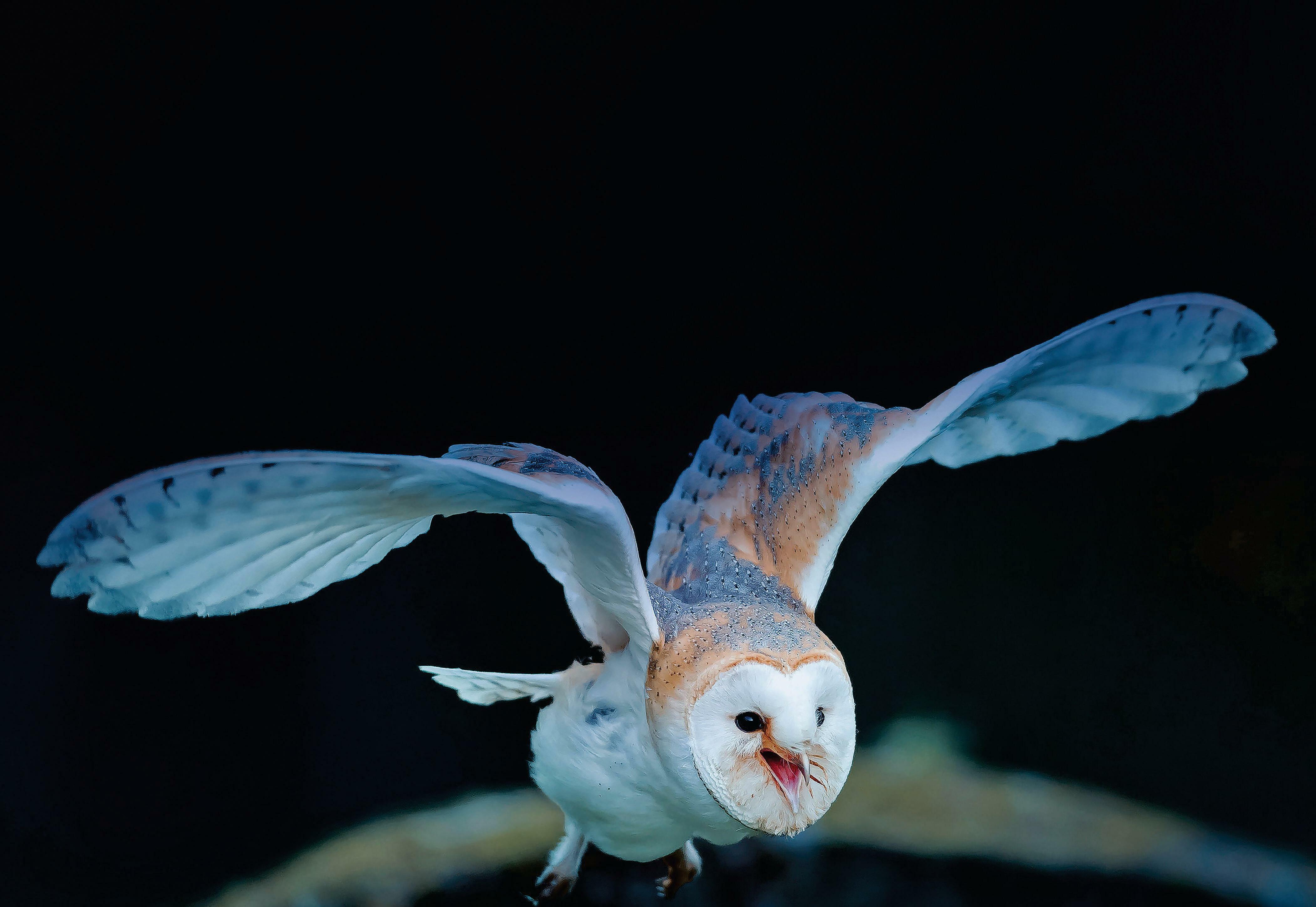 Things That Go Screech