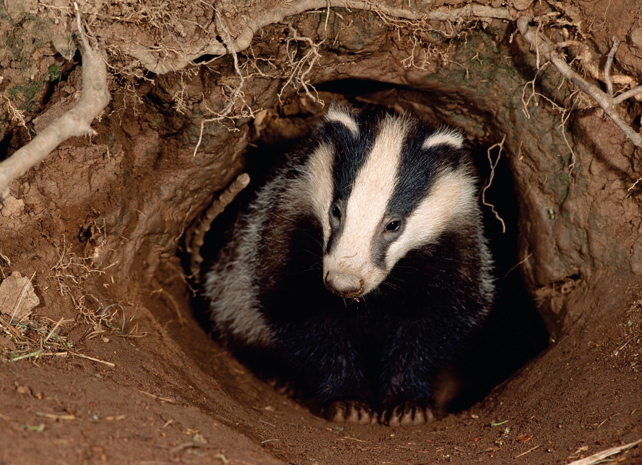 Badgering On