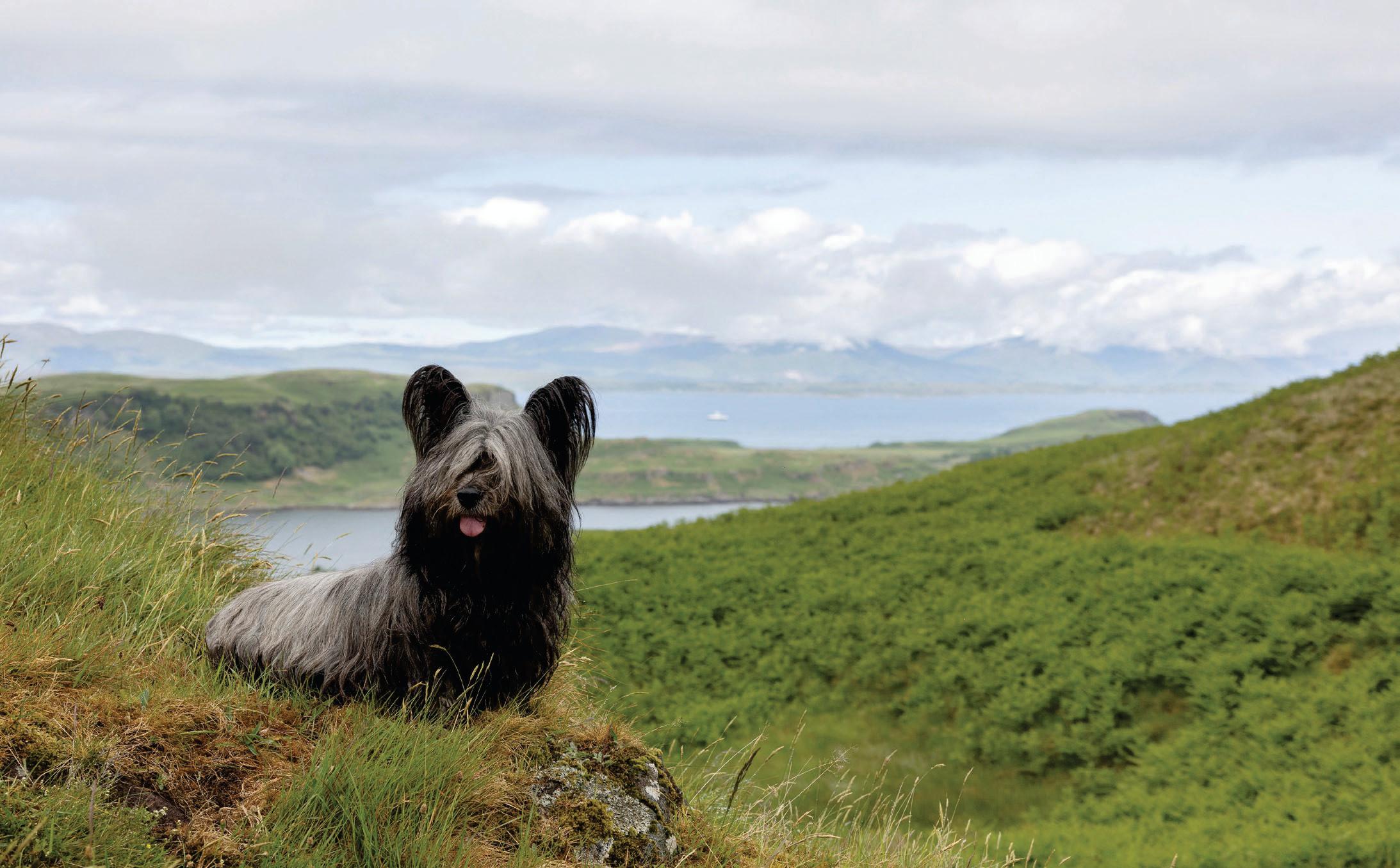 Caledonian Canines