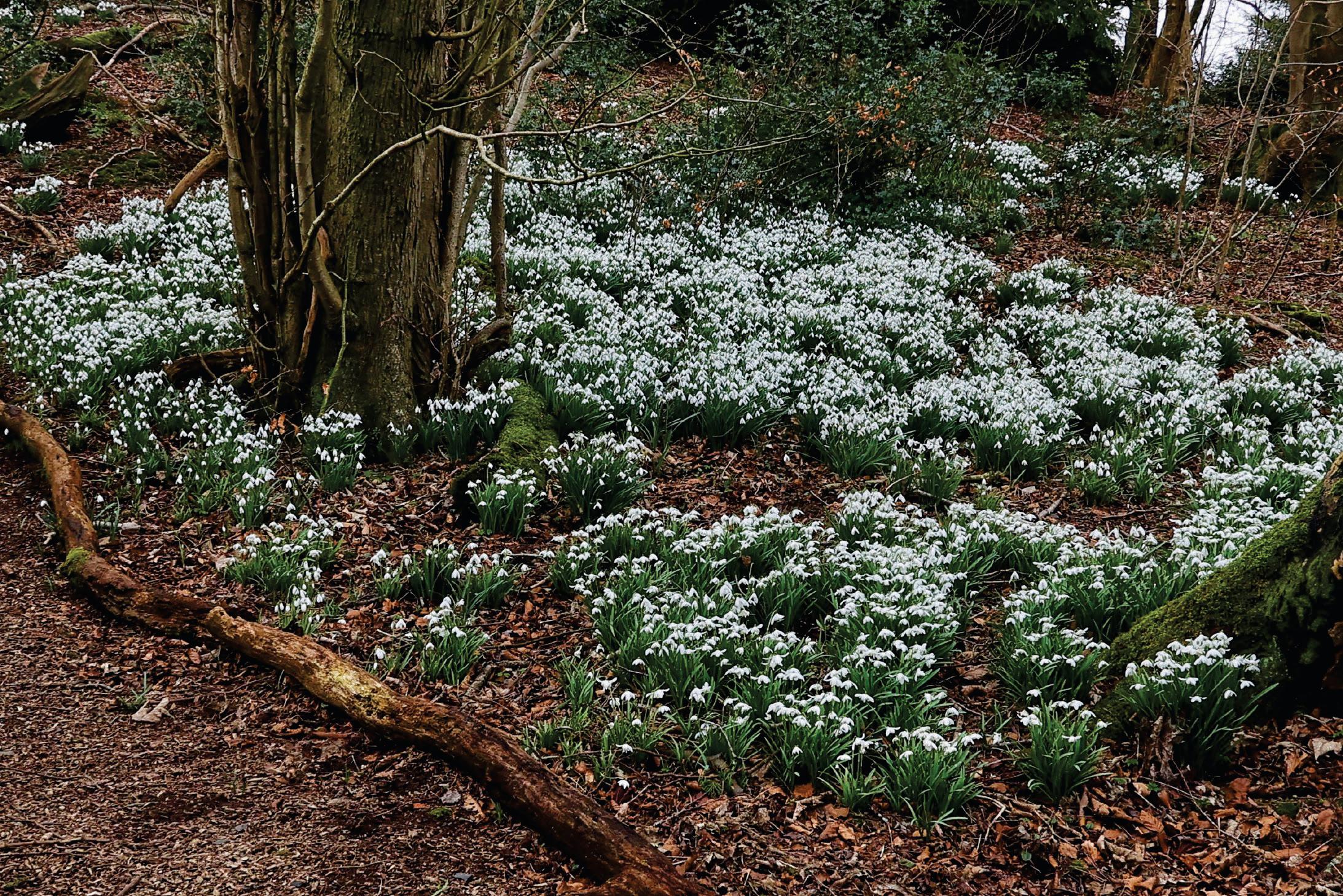 Snowdrops In Bloom