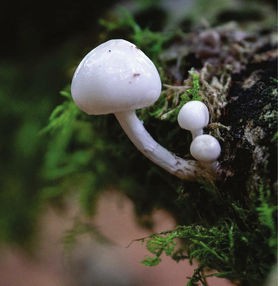 The Love Of Fungi