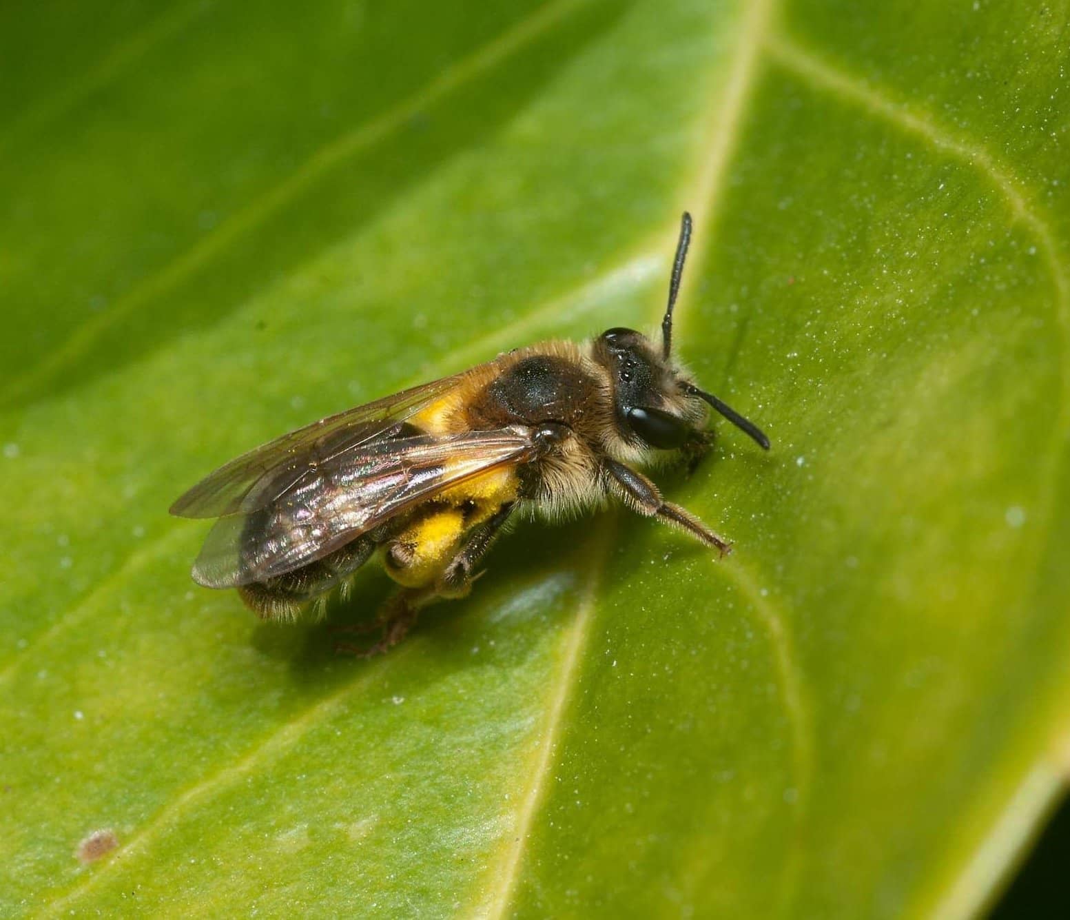 Scientists find the ideal home for solitary bees