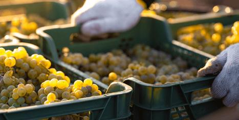 Digitizing Sustainability: A Path to Preventing Food Waste in the Supply Chain