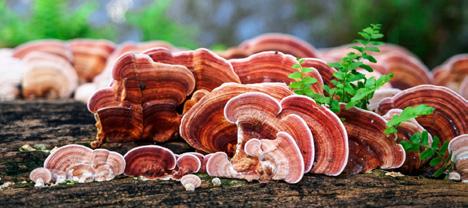 Ganoderma lucidum: A Medicinal Mushroom with Antimicrobial and Immunomodulatory Potential