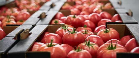Smart Palletizing for Fresh Produce: Reducing Waste from Farm to Warehouse