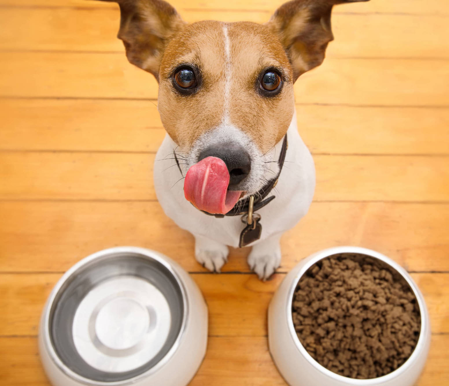 KRILL, Essential for Your Pet's Diet