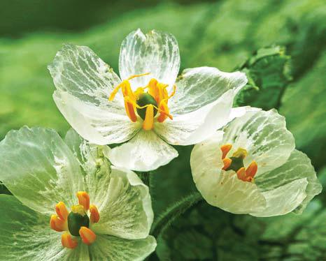 ফুলের ম্যাজিকে...