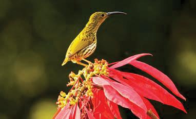 আসালের জঙ্গলে