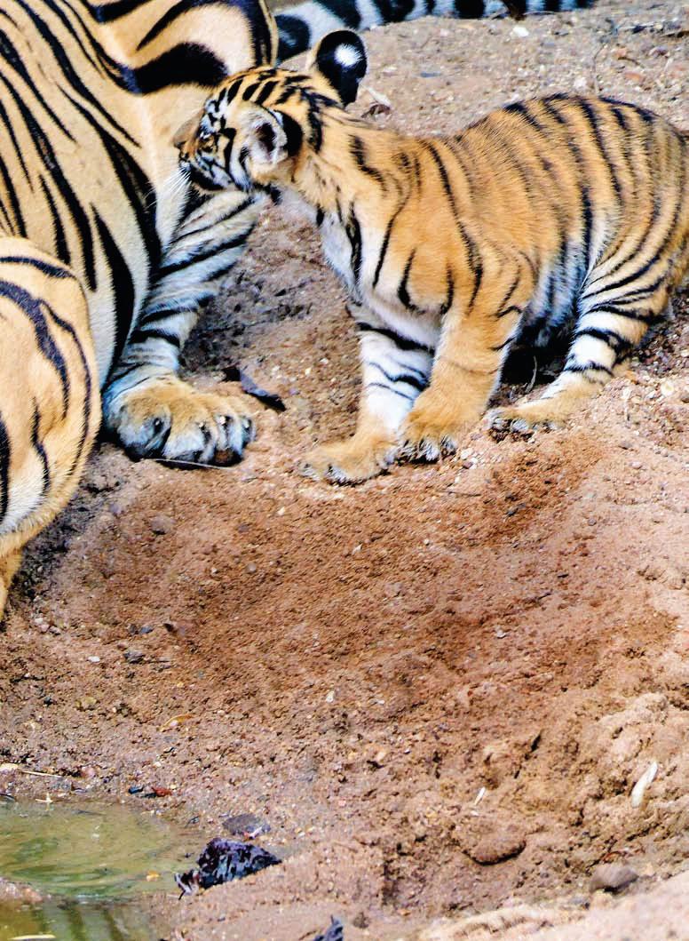 বীরাঙ্গনার গল্প