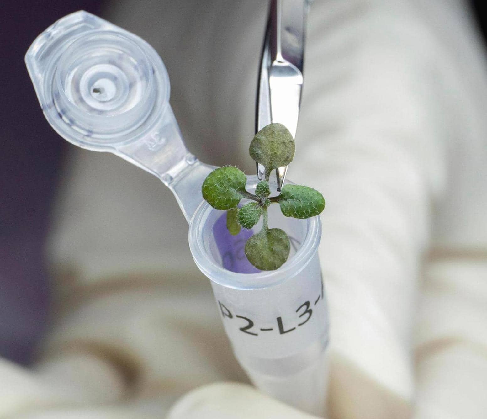 SCIENTISTS GROW PLANTS IN LUNAR DIRT, NEXT STOP MOON