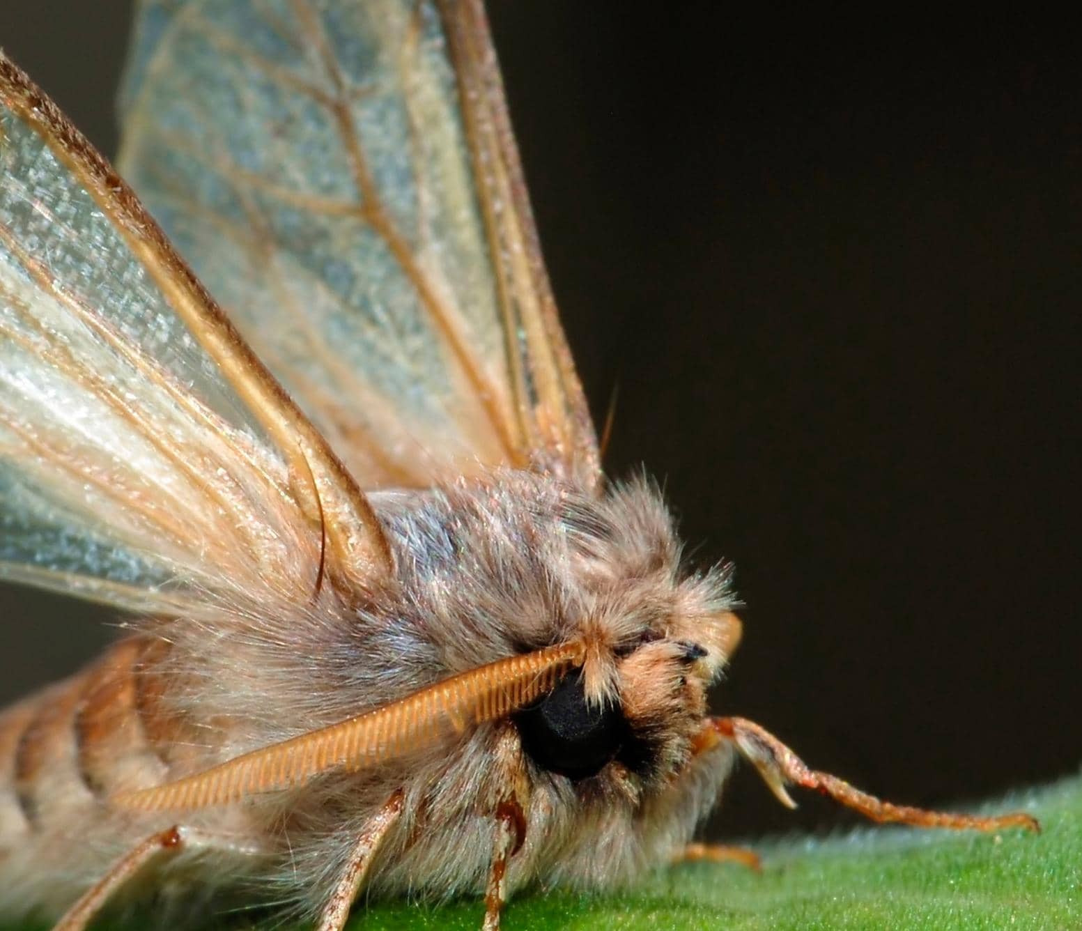 SCIENTISTS USE TINY TRACKERS, PLANE TO FOLLOW MOTHS ON MOVE