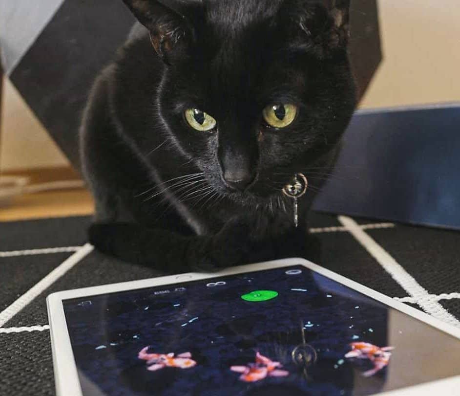 This iOS game was made for a cat and reviewed by a cat