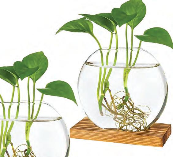 ഇലകൊണ്ടും കിളിർപ്പിക്കാം പുതിയ ചെടി