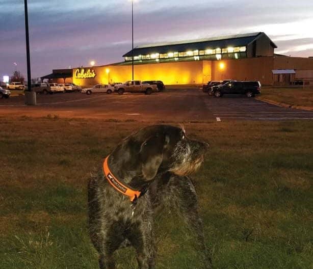 Make Your Adventure – and Your Dog's – Easier, Interesting and Fun