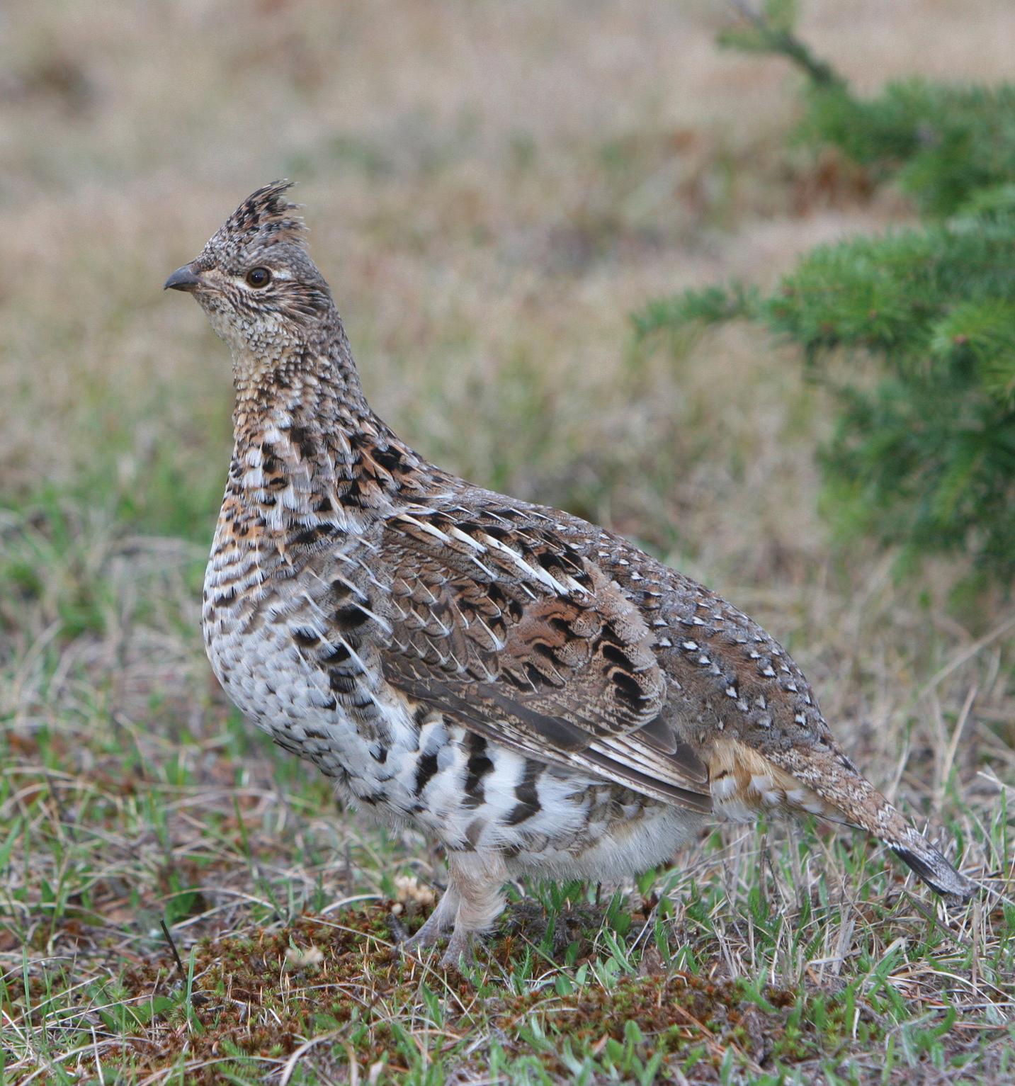 Walking with Grouse