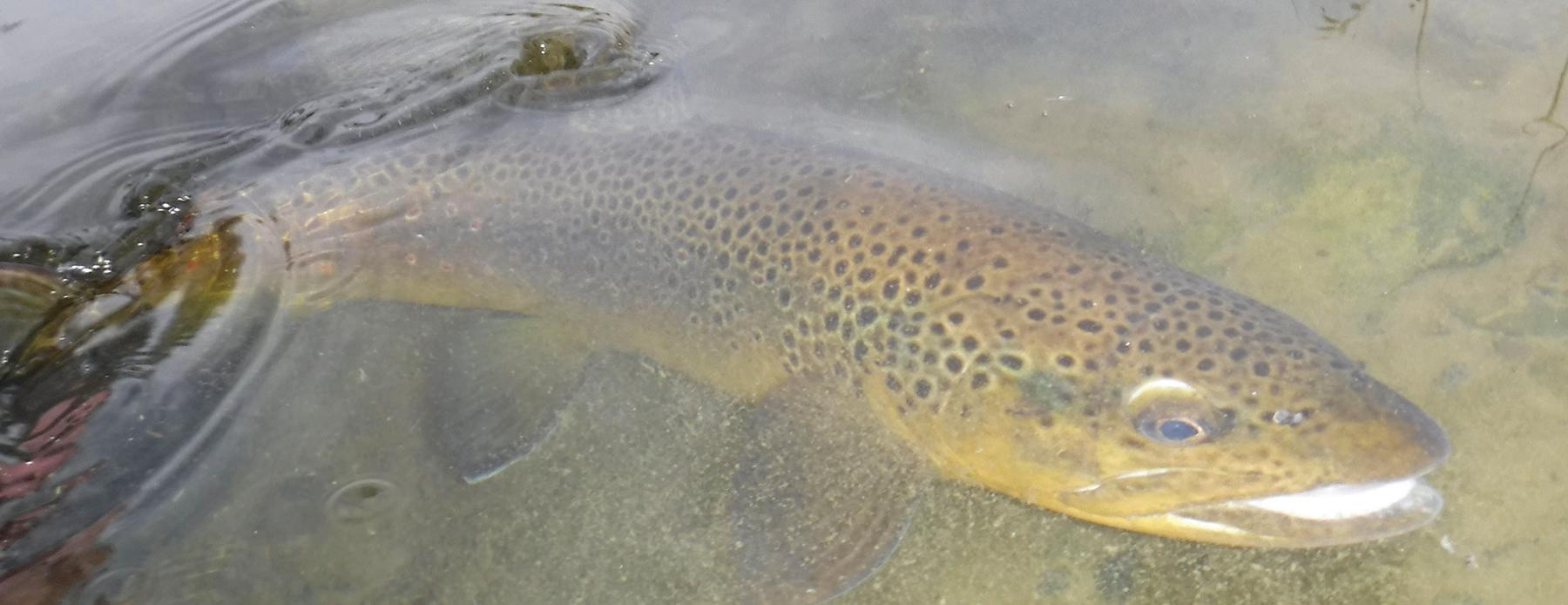 Small Streams Forever!