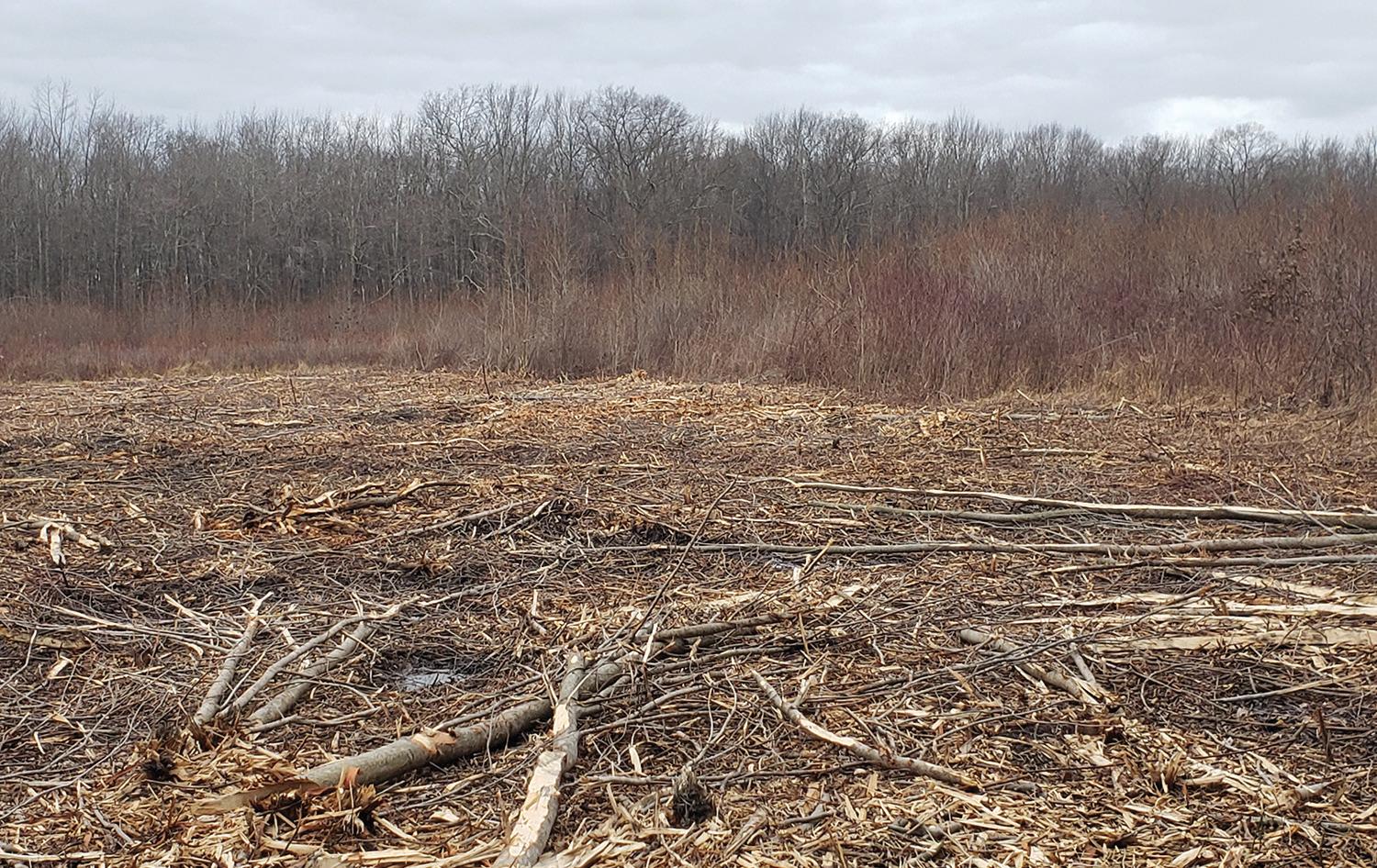 Upland Focus: ACRE BY ACRE, HOPE GROWS FOR ONE OF NEW JERSEY'S LAST WILD GAME BIRDS