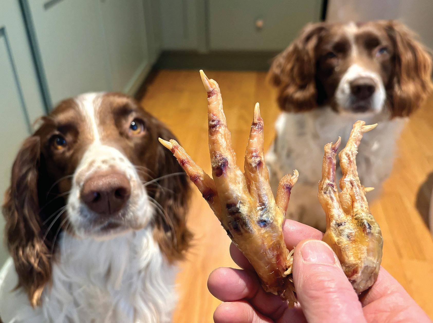 Throw a Dog a Bone ... or Maybe a Chicken Foot or Sweet Potato Chip