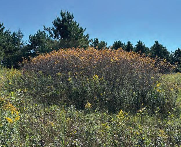 NIRVANA OR NOT IN THE NORTH WOODS