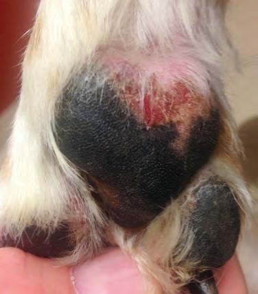 Field Foot Care and Dog Boots