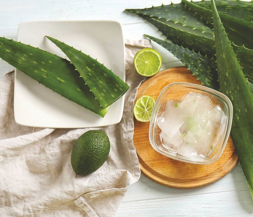Aloe Vera Has 10 Impressive Uses