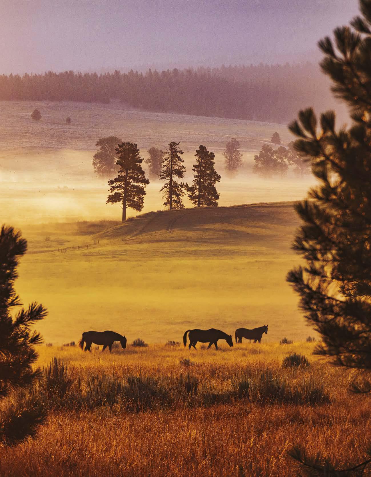 Home on the Range