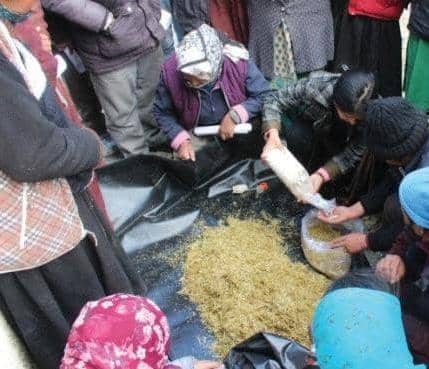 Cultivation of Marketable Mushroom