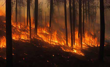 Mapping Flames Leveraging Remote Sensing and GIS for Forest Fire Prevention
