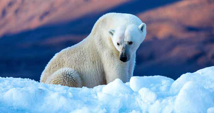 Scientists Unlock Ice-Repelling Secrets of Polar Bear Fur For Sustainable Anti-Freezing Solutions