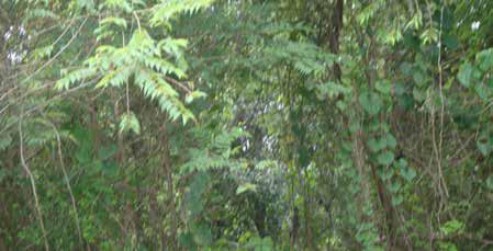 Sacred Groves Help Community in Watershed Management