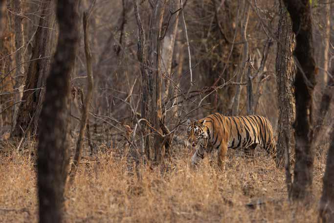 Tigers in the Neighbourhood Tigers in the Neighbourhood