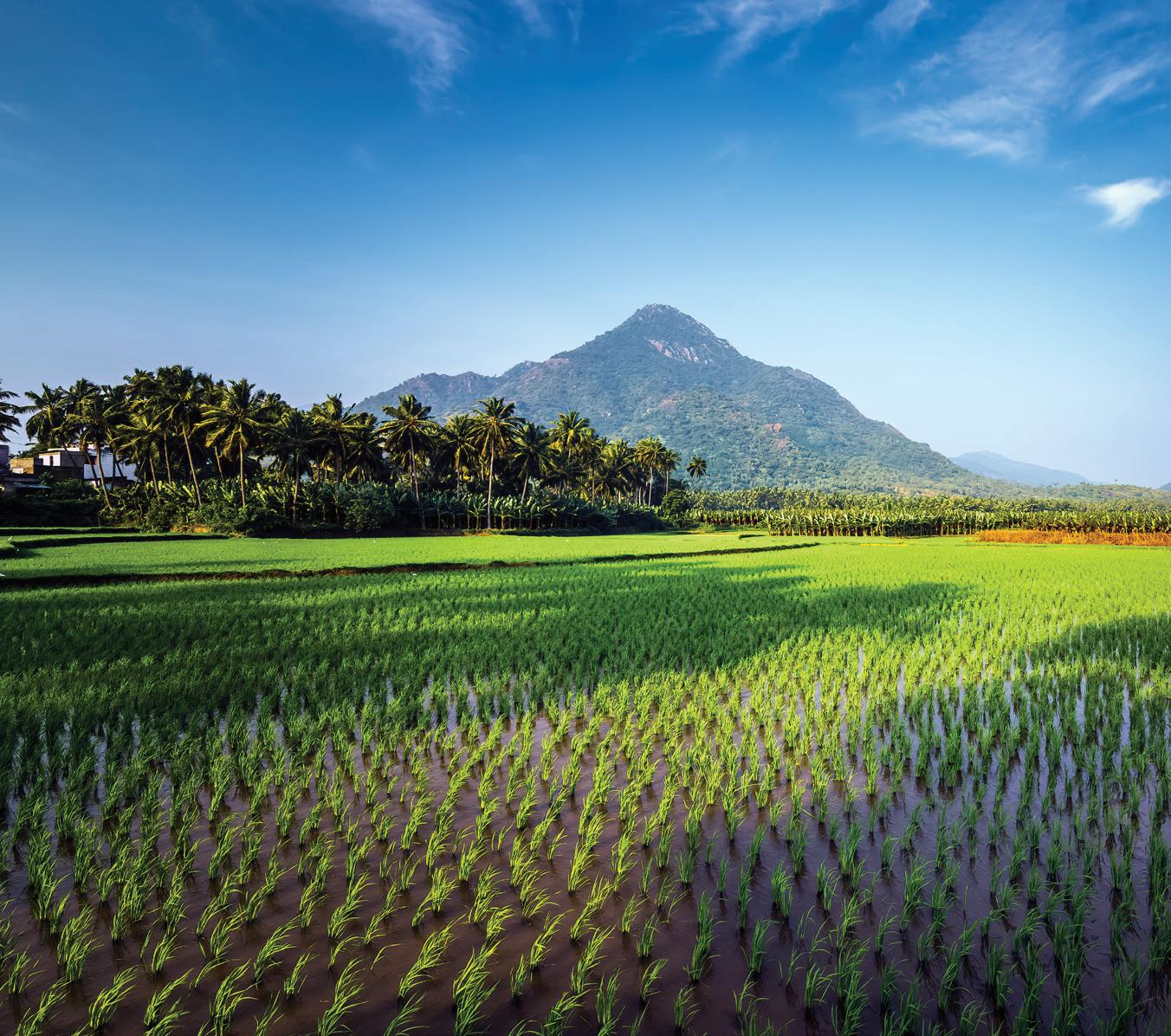 Addressing Climate Change through Agroecology Insights from the JIVA Programme