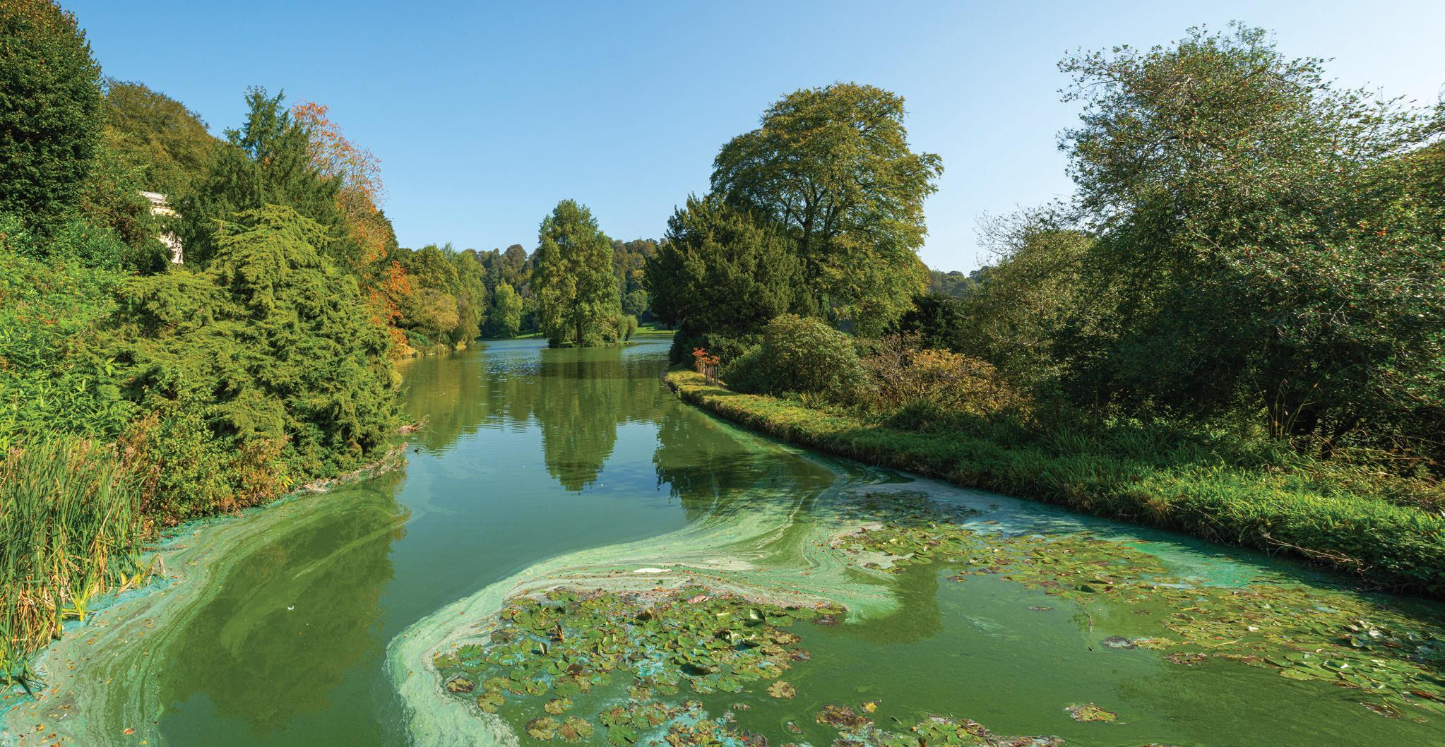 Cyanobacteria Nature's Ally for Sustainable Development