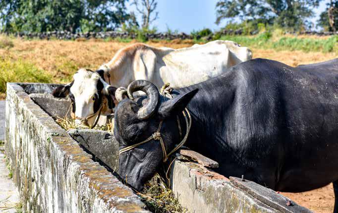 Striking White Gold! How a Himalayan village found a steady source of income in a basic commodity