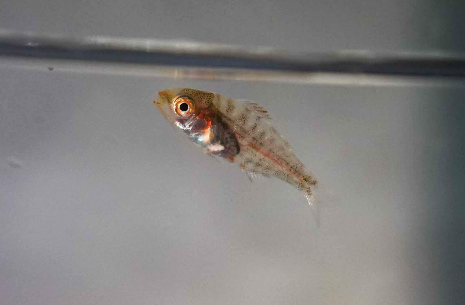 From Dynamite to Dynamism A Labour of Love in Eco-Restoration