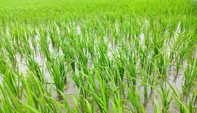 Extreme Floods are Slashing Global Rice Yields Faster than Expected