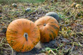 Your Pumpkin Might Be Hiding a Toxic Secret