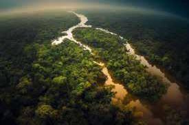 Google to Fund Restoration of Amazon Rainforest in Its Biggest Carbon Removal Deal