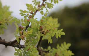 The Plant that Shoots Toxic Liquid and the Insects Trying to Beat It