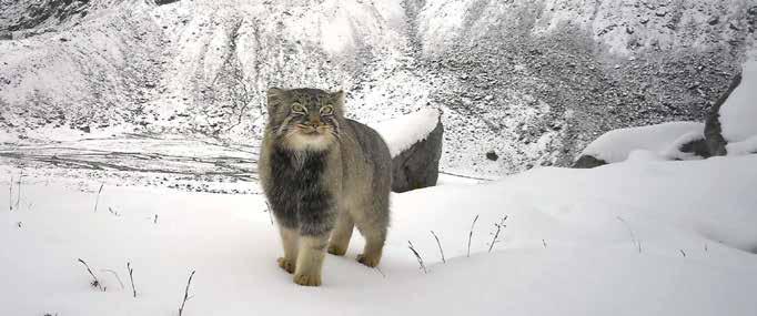 First Photographic Record of Pallas's Cat Captured