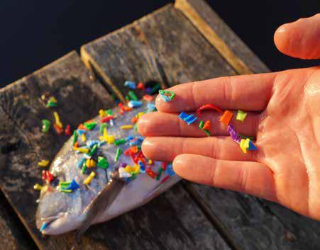 Everyday Microplastics could be Fuelling Heart Disease