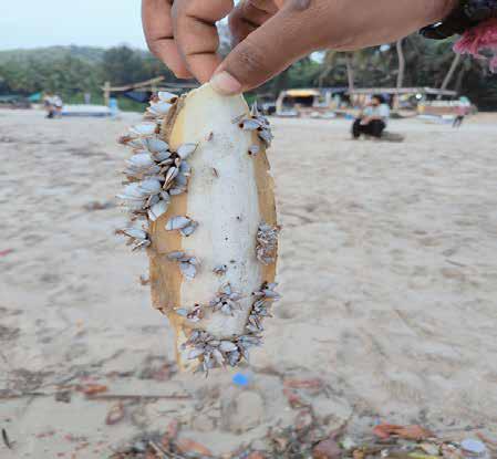 Lepas anatifera