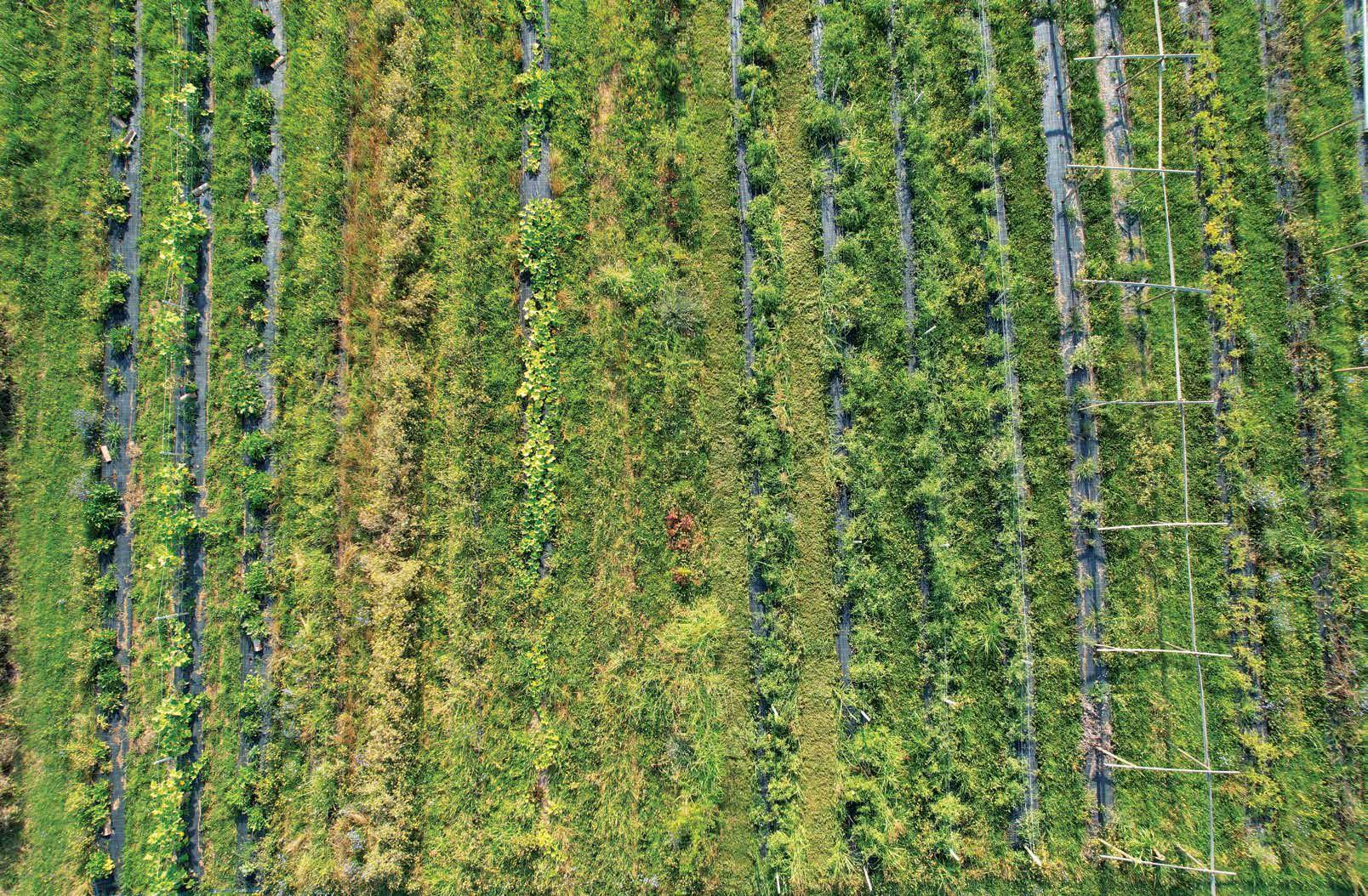 Green Farming through Circular Economy