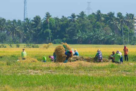 Farming Innovation Addresses Food Shortages