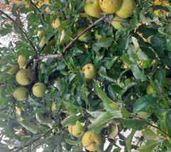 From Orchard to Table
