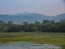 Kaziranga Bird Survey Reveals Rich Raptor Diversity