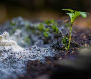 Beneath Our Feet Lies a Fungal Superhighway Stretching 68 Quadrillion Miles