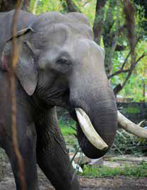Elephant Migration Shift Raises Ecological Concerns