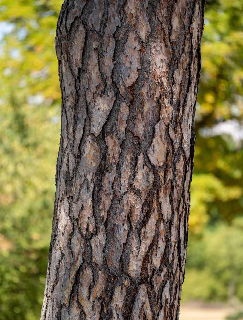 Treethane in the Caulosphere