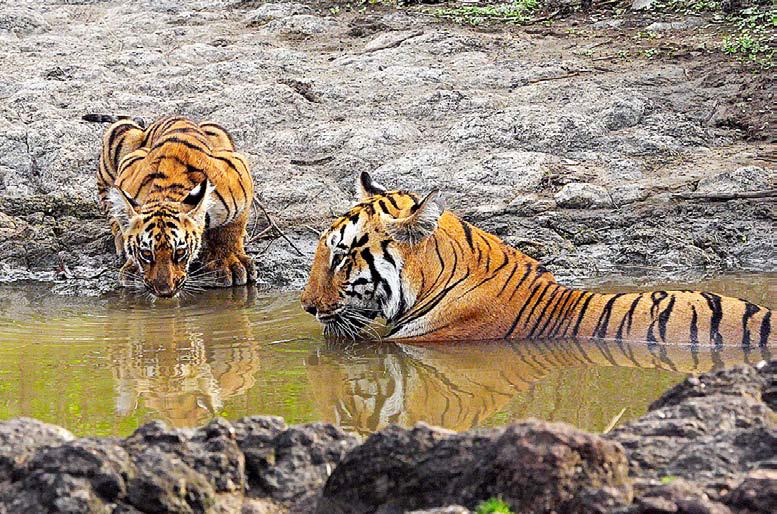 নানা রূপে বাঘ-দর্শন